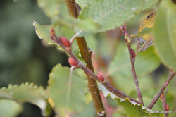Salix caprea — photo 2